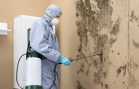 Mold Documentation for Insurance Claims in Falmouth, KY